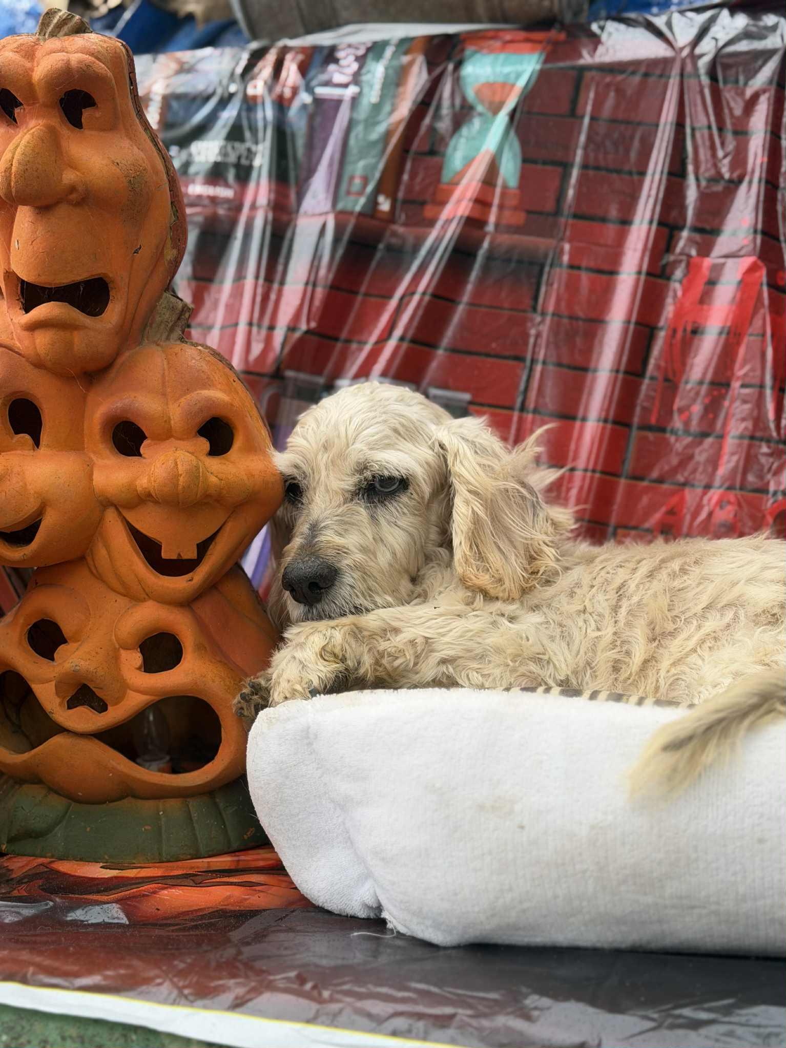 Chico, Adoptable, Senior Male Maltipoo.