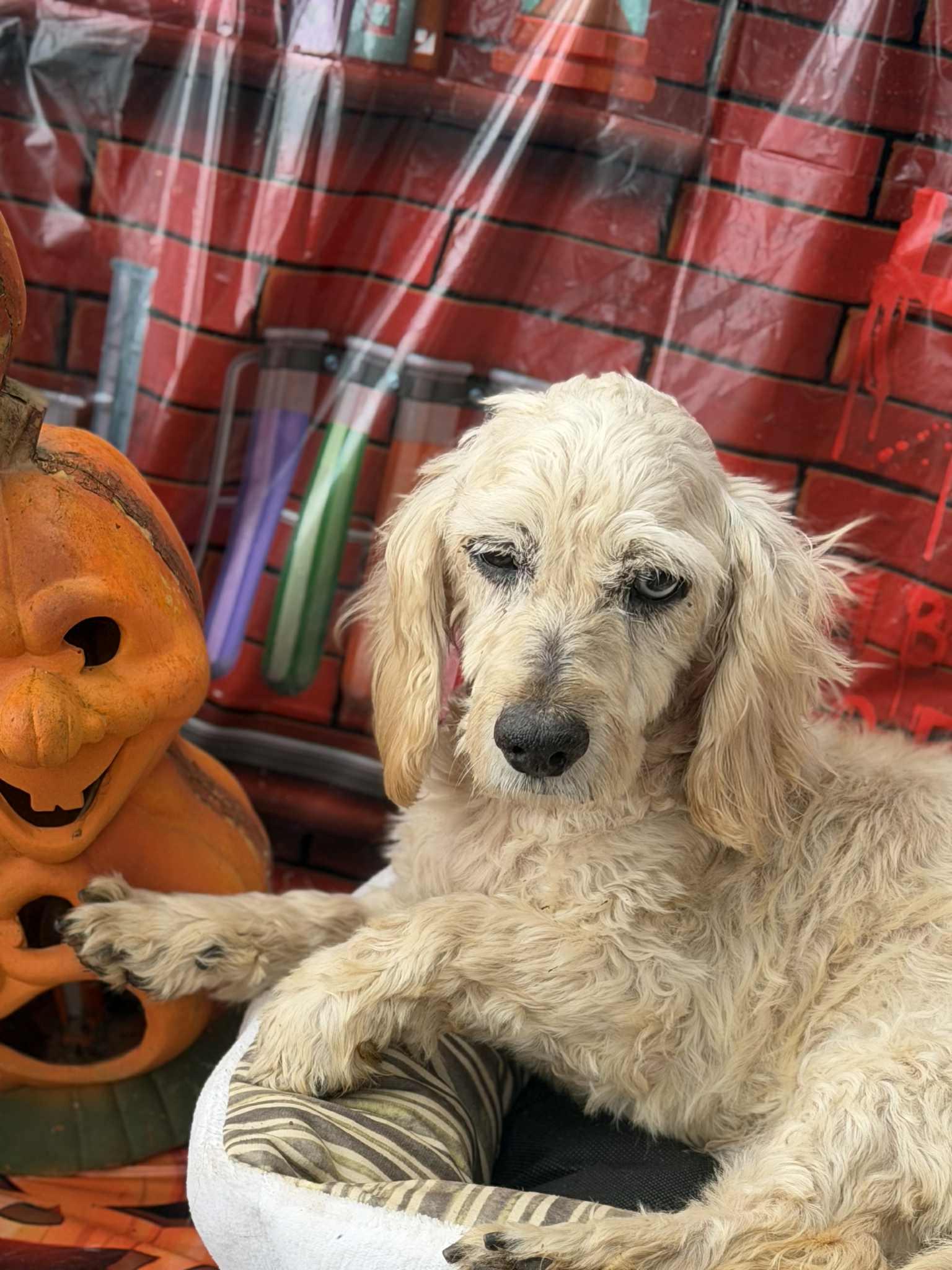 Enlarge Chico, a Adoptable Maltipoo in Greenville, SC image 2/2