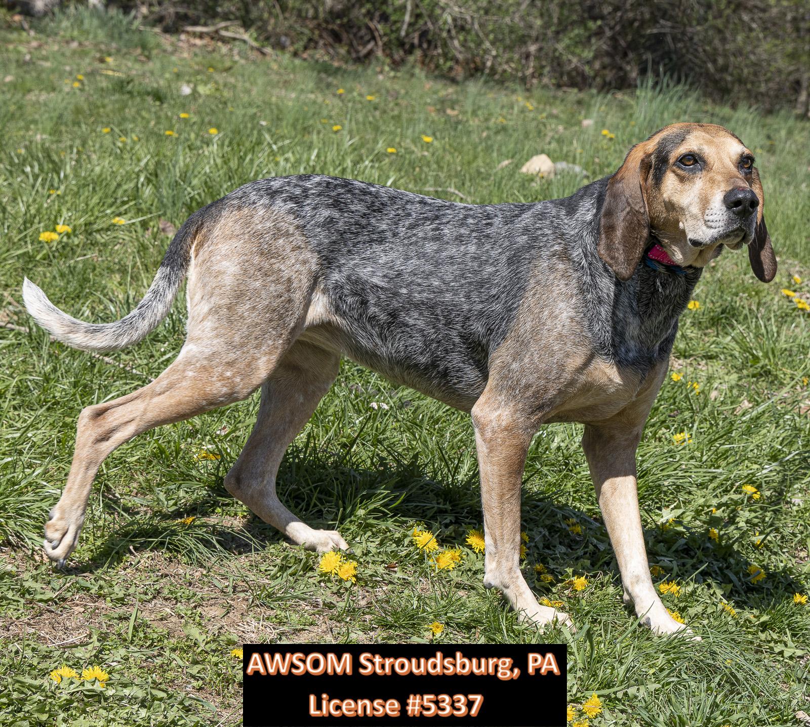 Enlarge Susie, a ADOPTABLE mixed breed in Stroudsburg, PA image 2/2