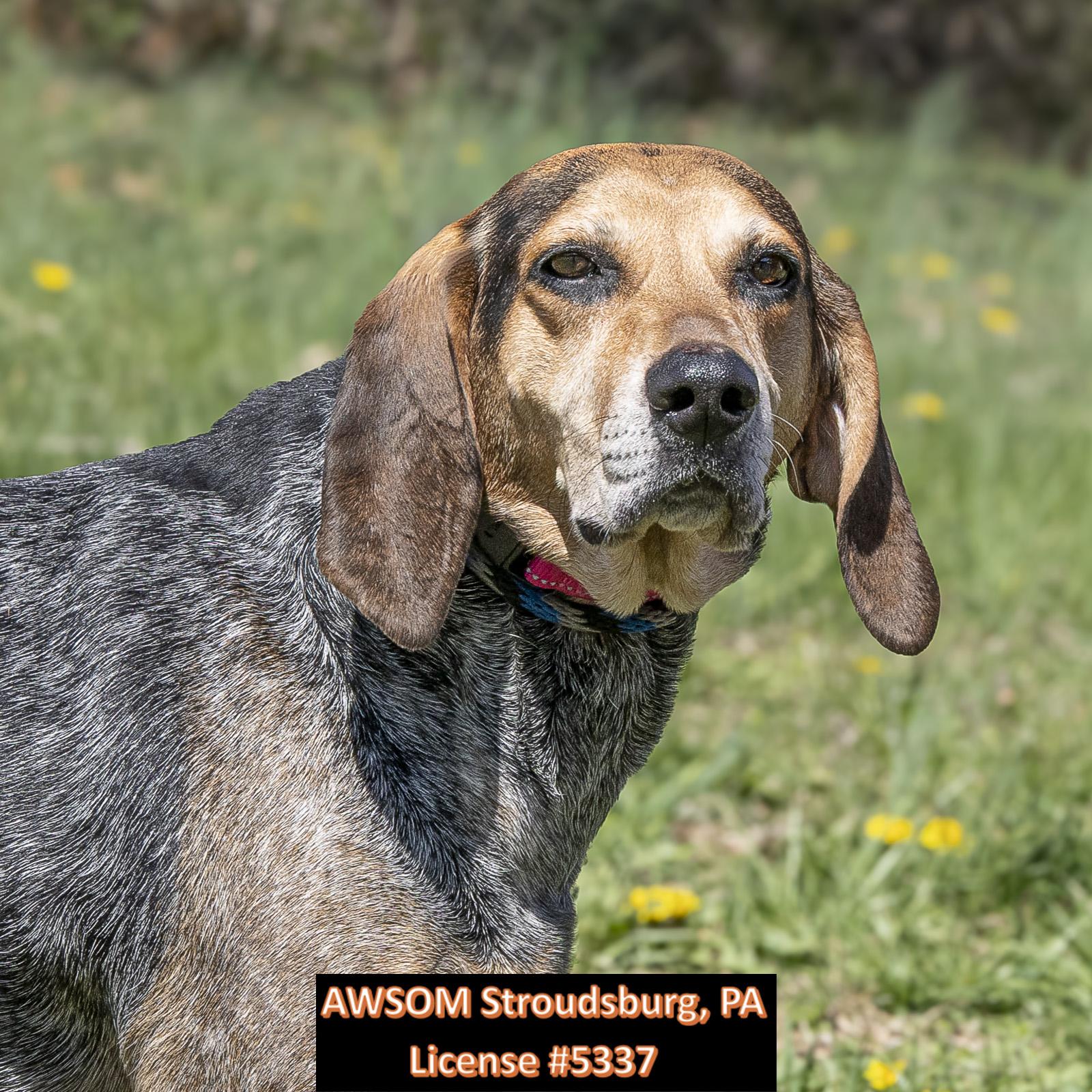 Susie, ADOPTABLE, Adult Female Coonhound.