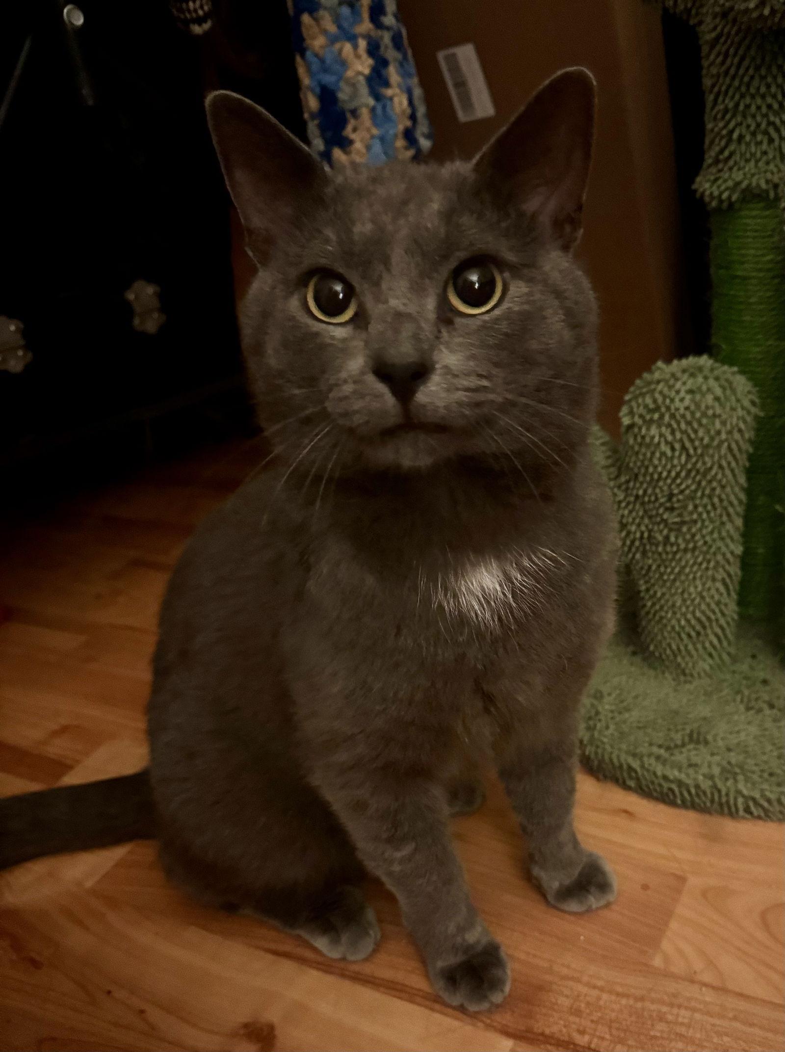 Alex, Adopted, Adult Male Russian Blue & Domestic Short Hair.