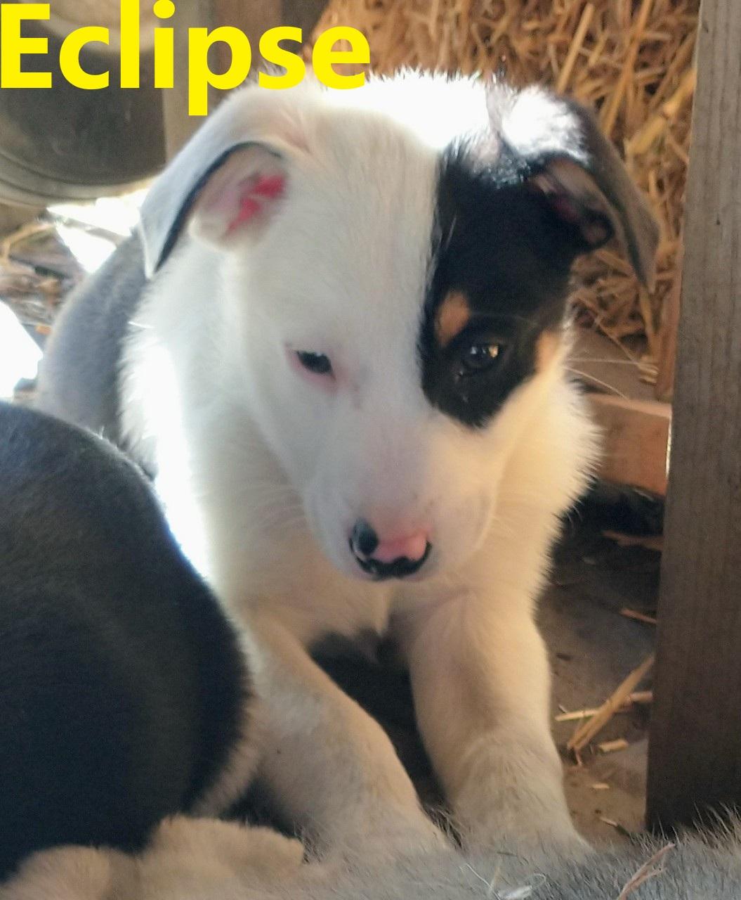 Eclipse, an adopted mixed breed in Portland, OR image 2/4