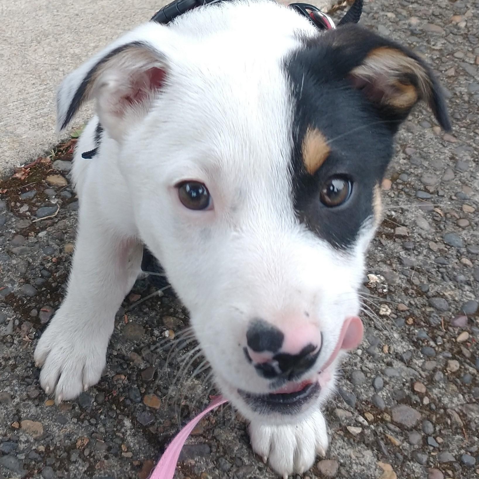 Eclipse, an adopted mixed breed in Portland, OR image 4/4