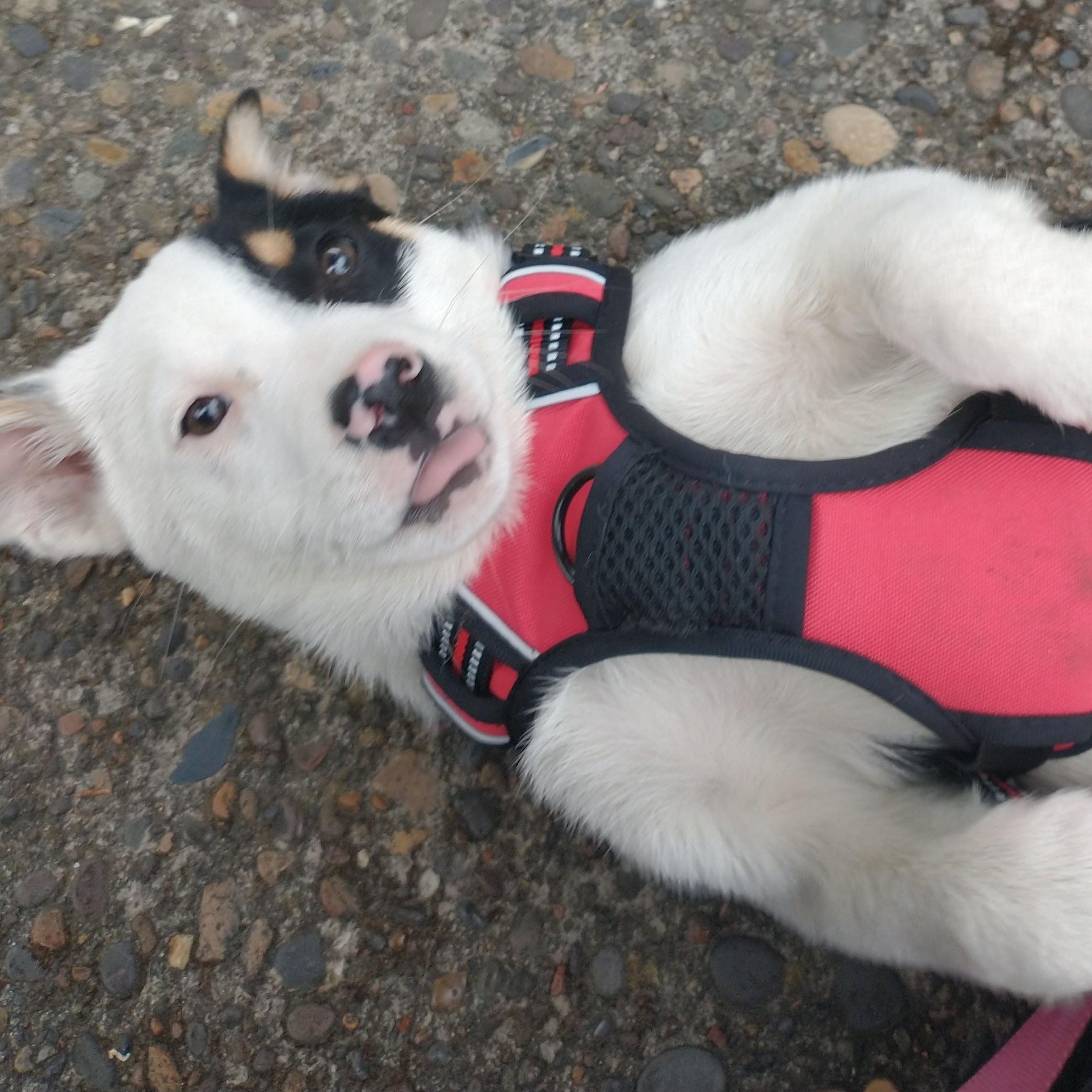 Eclipse, adopted, Puppy Male Australian Shepherd.