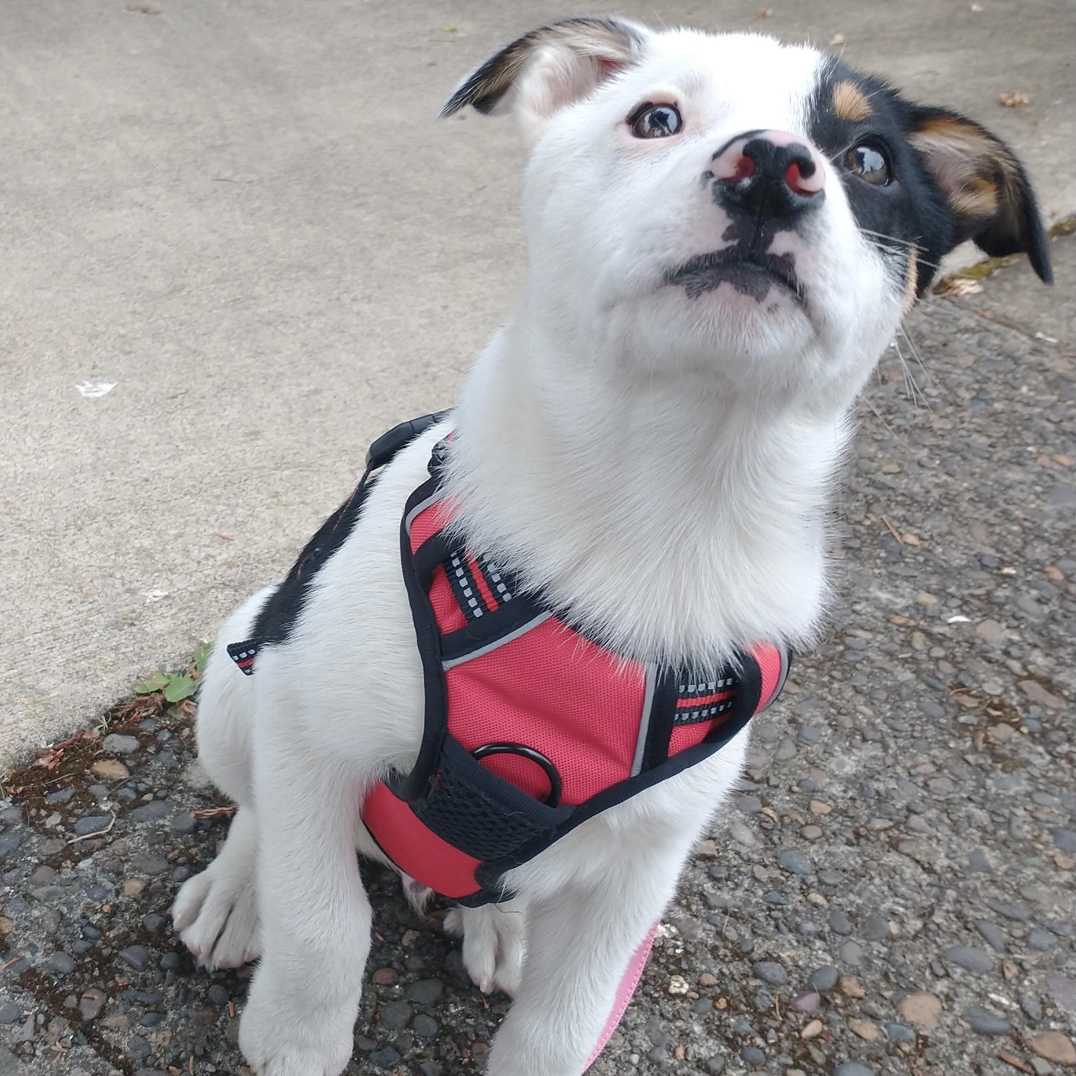 Eclipse, an adopted mixed breed in Portland, OR image 3/4