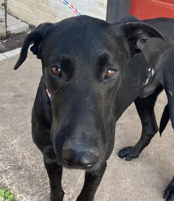 LOVEBIRD — thumbnail 2