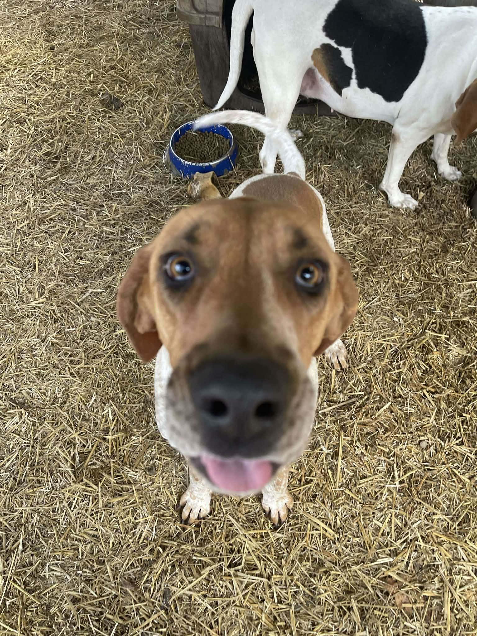 T-Bone, a Adoptable Coonhound in Altamont, NY image 4/4