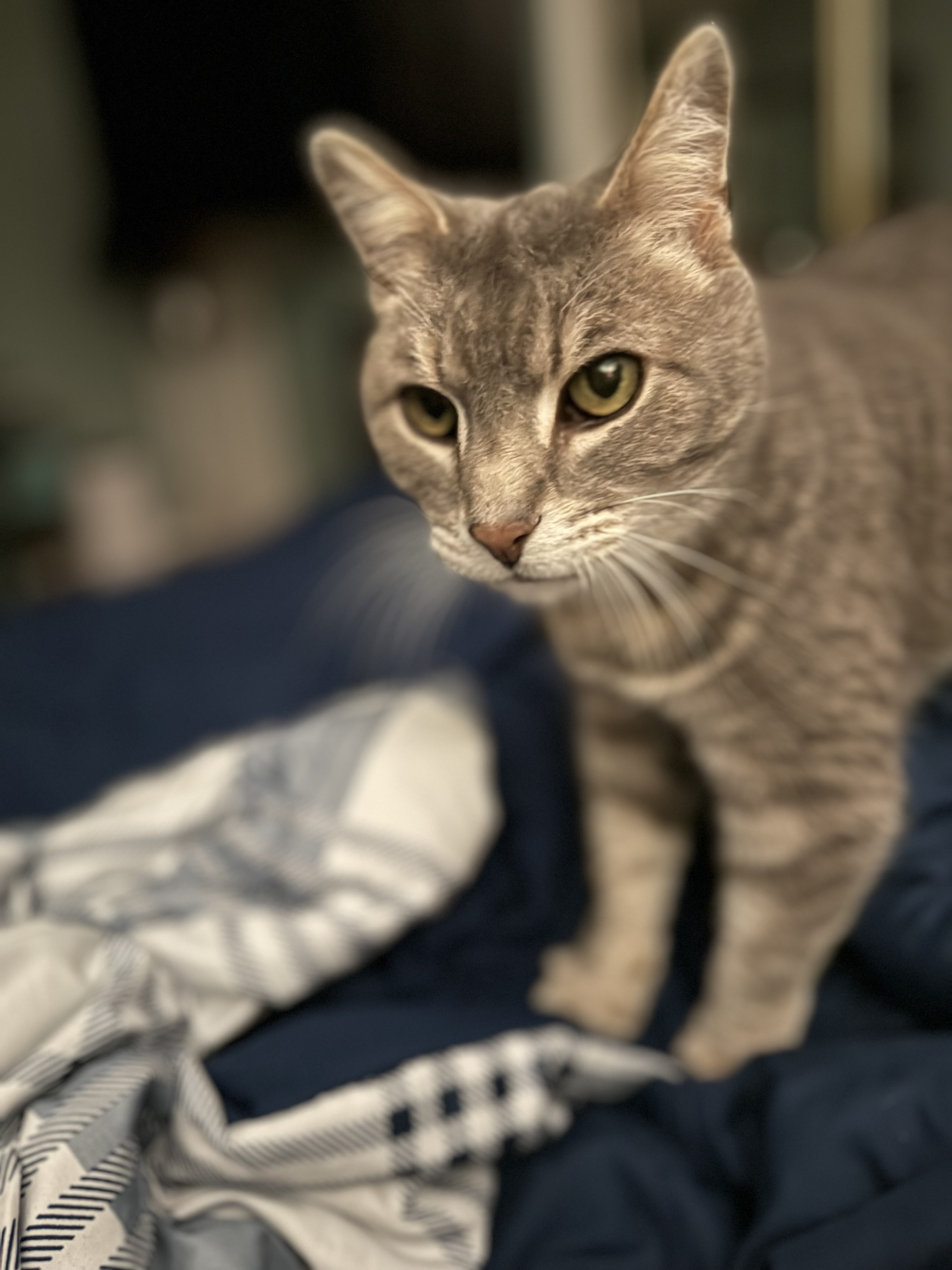 Enlarge Teddy, a Adoptable Domestic Short Hair in Columbus, OH image 1/6