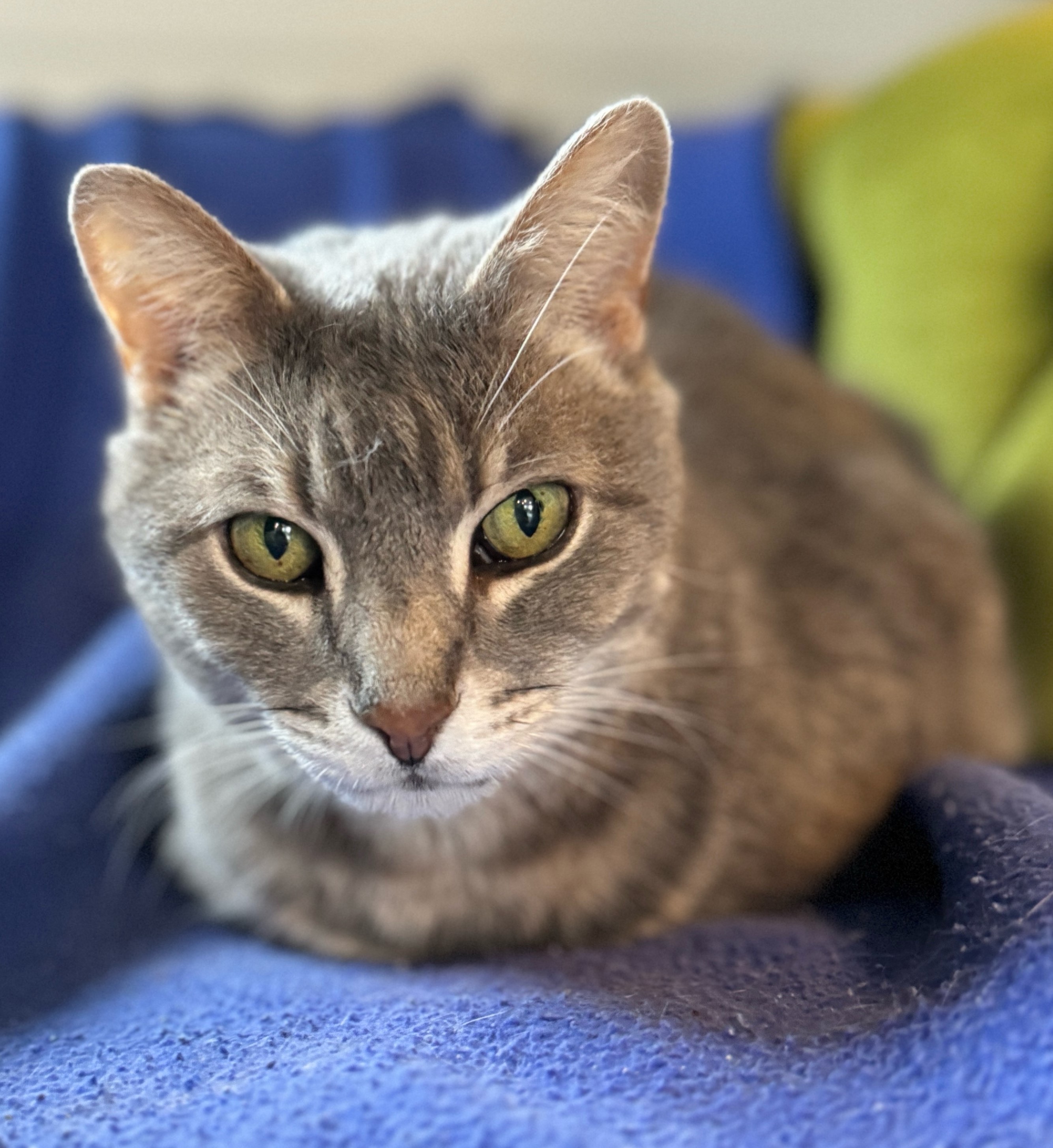 Enlarge Teddy, a Adoptable Domestic Short Hair in Columbus, OH image 2/6