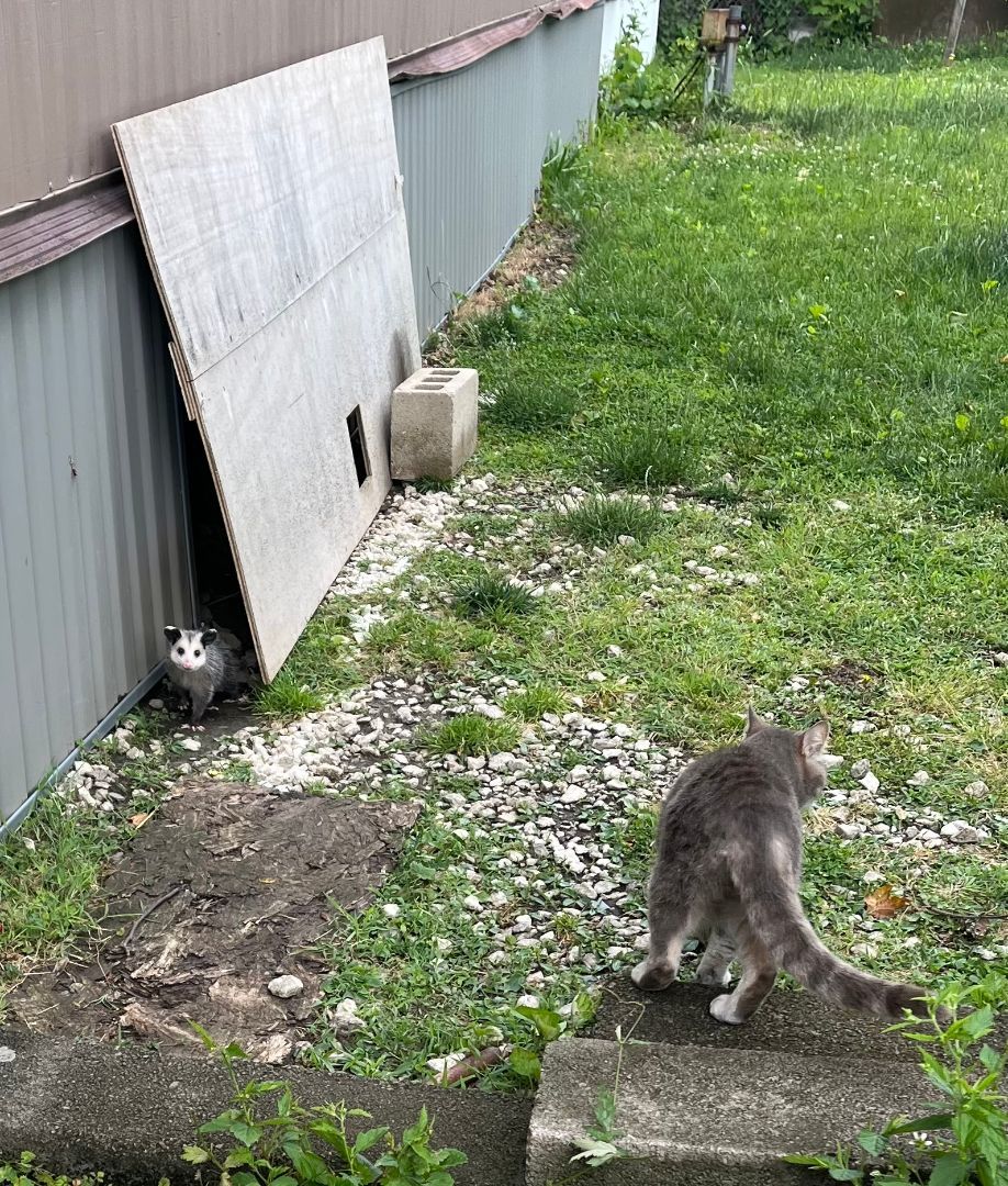 Enlarge Teddy, a Adoptable Domestic Short Hair in Columbus, OH image 3/6