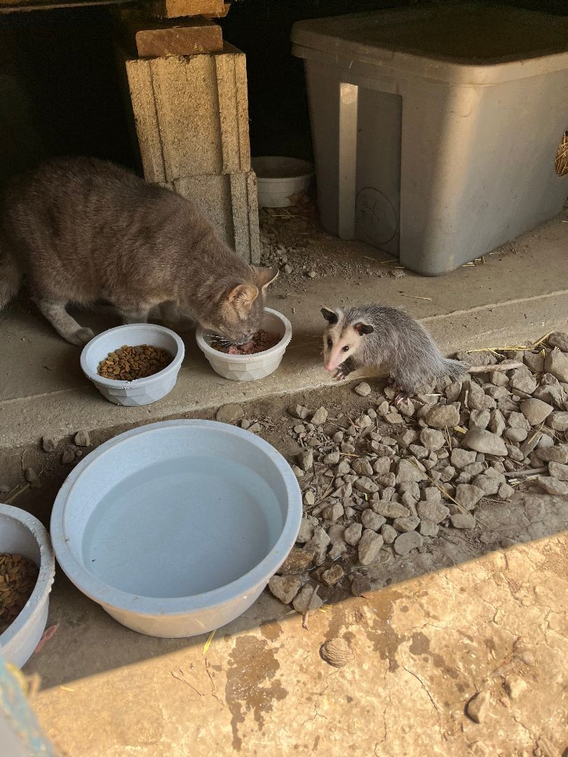 Teddy — thumbnail 4