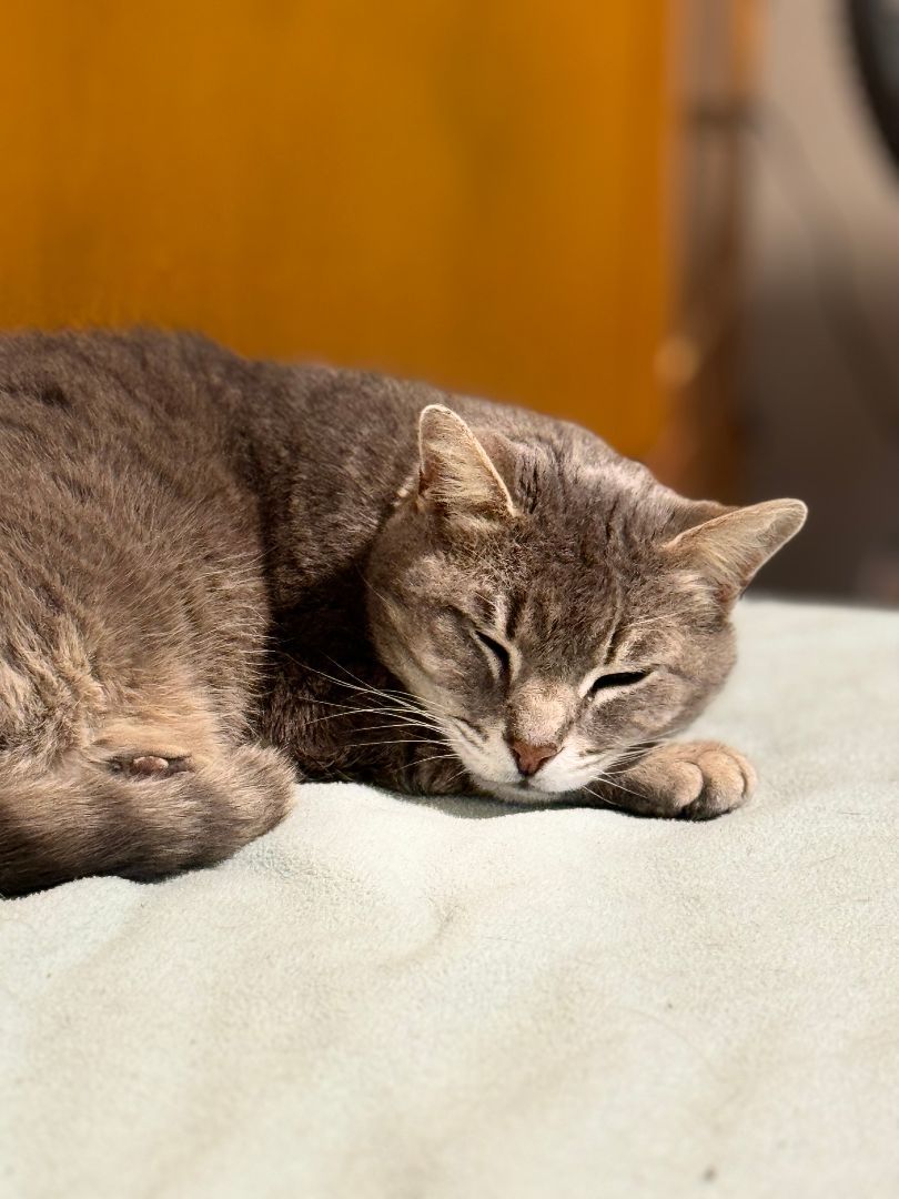 Enlarge Teddy, a Adoptable Domestic Short Hair in Columbus, OH image 5/6