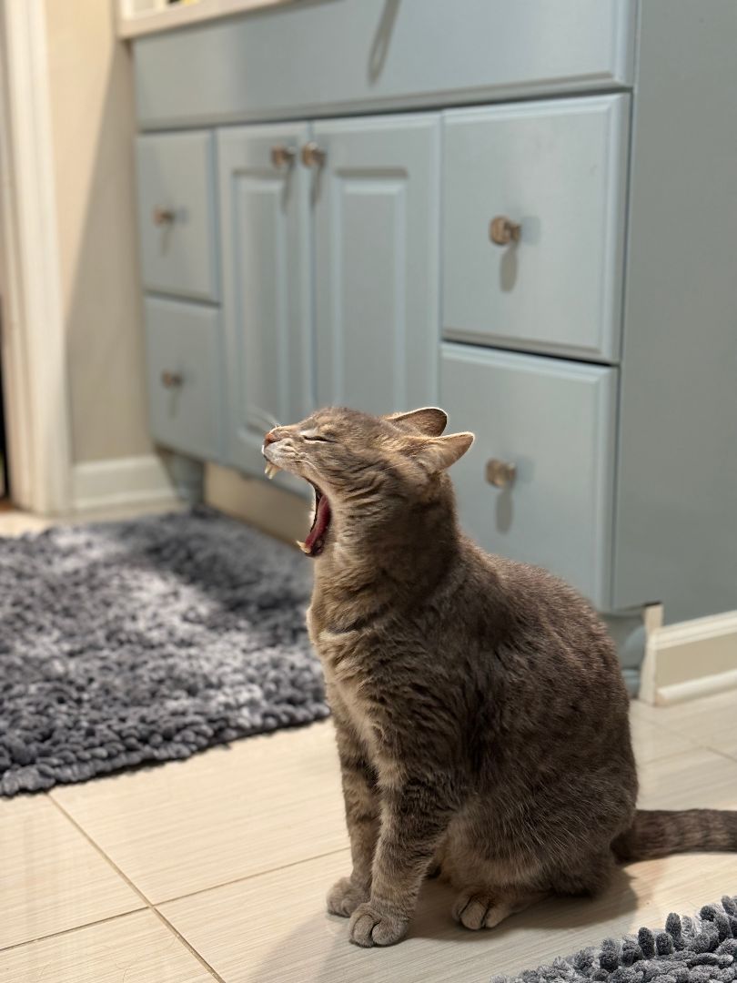 Enlarge Teddy, a Adoptable Domestic Short Hair in Columbus, OH image 6/6