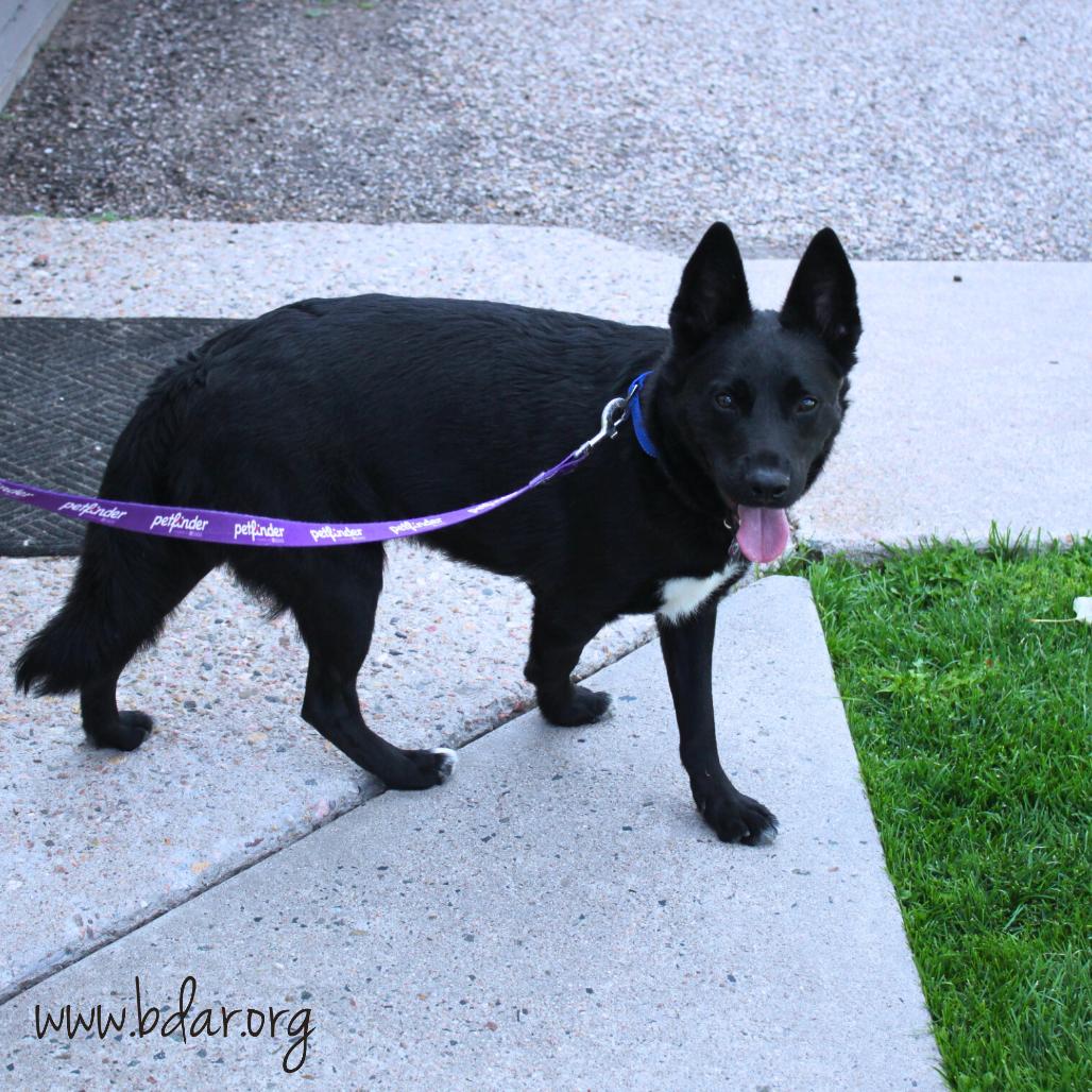 Charley, Adoptable, Adult Male Shepherd & Mixed Breed.
