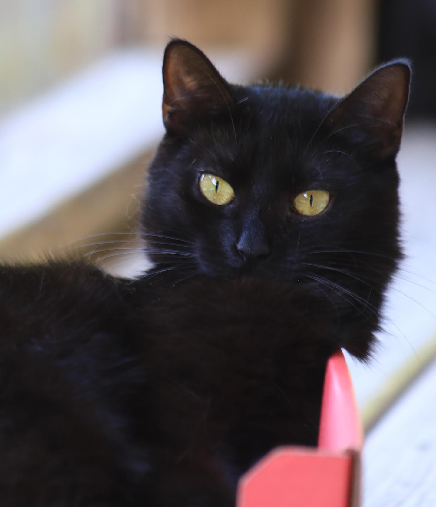 Lollipop, Young Female unknown