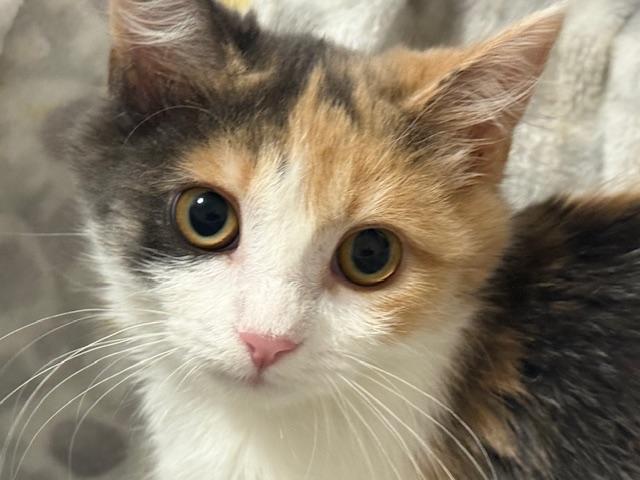 Nibble (bonded with Scribble)