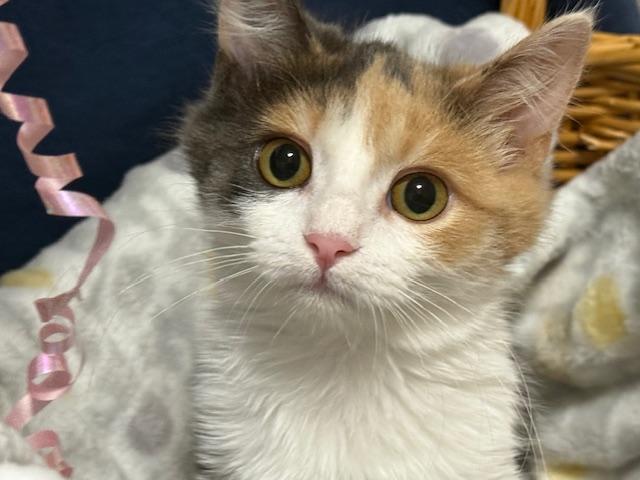 Nibble (bonded with Scribble)