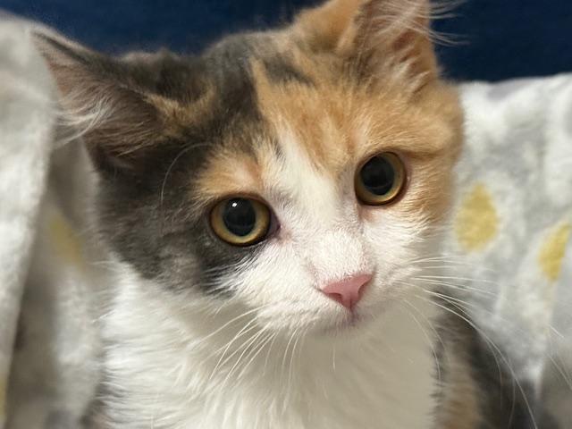 Nibble (bonded with Scribble)