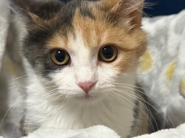 Nibble (bonded with Scribble)