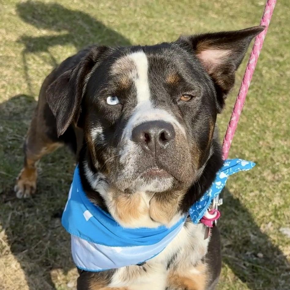 Flower, a Adoptable Mixed Breed in Waukesha, WI image 3/6