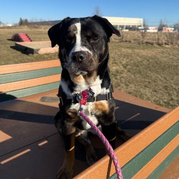 Flower, a Adoptable Mixed Breed in Waukesha, WI image 5/6