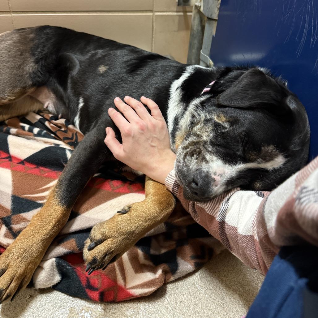 Flower, a Adoptable Mixed Breed in Waukesha, WI image 6/6