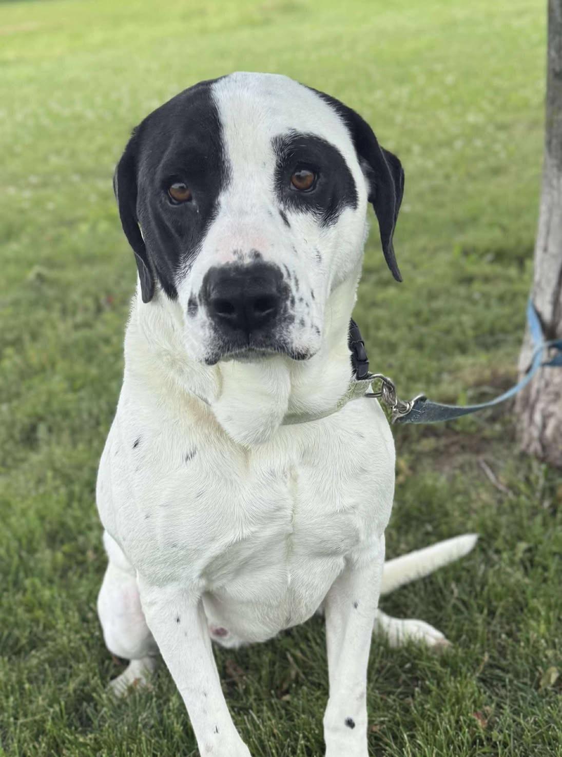 Bob, an adoptable American Bulldog in Maryville, MO, 64468 | Photo Image 2