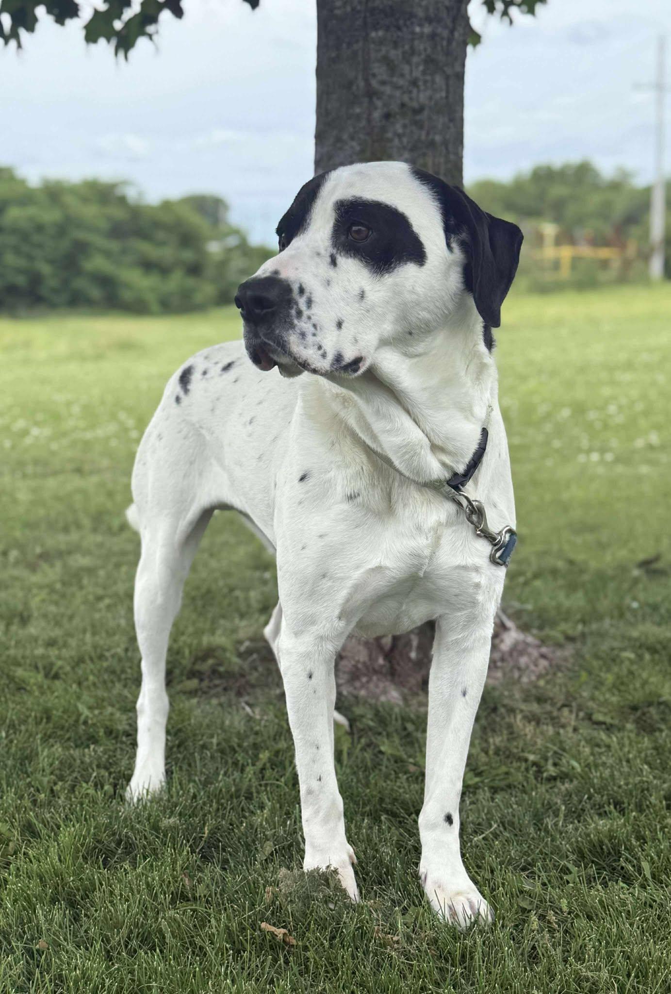 Bob, an adoptable American Bulldog in Maryville, MO, 64468 | Photo Image 3