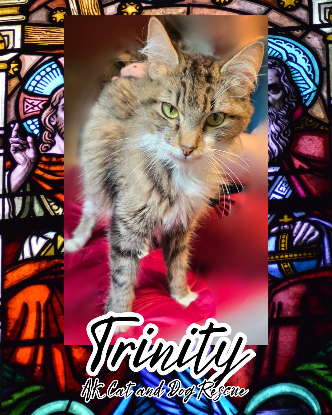 Trinity, Adoptable, Adult Female Domestic Long Hair.