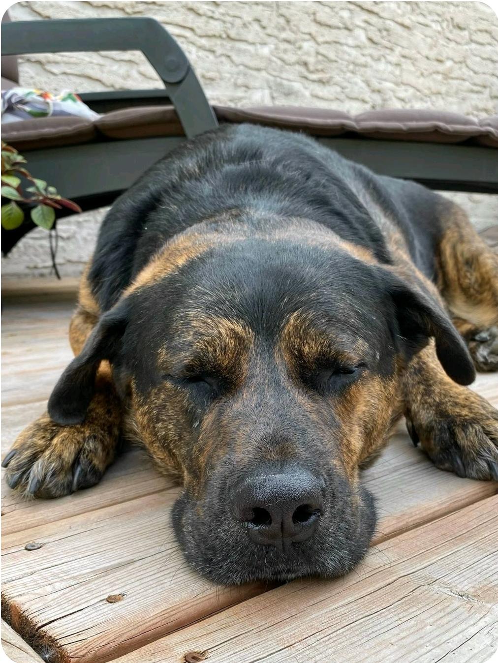 Roscoe (Russell), a Adoptable mixed breed in Winnipeg, MB image 4/6