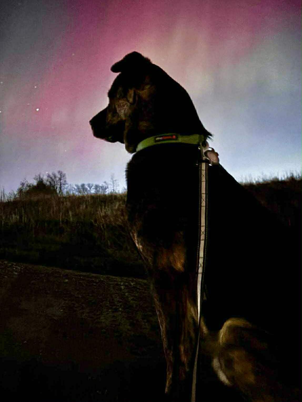 Enlarge Roscoe (Russell), a Adoptable mixed breed in Winnipeg, MB image 3/6