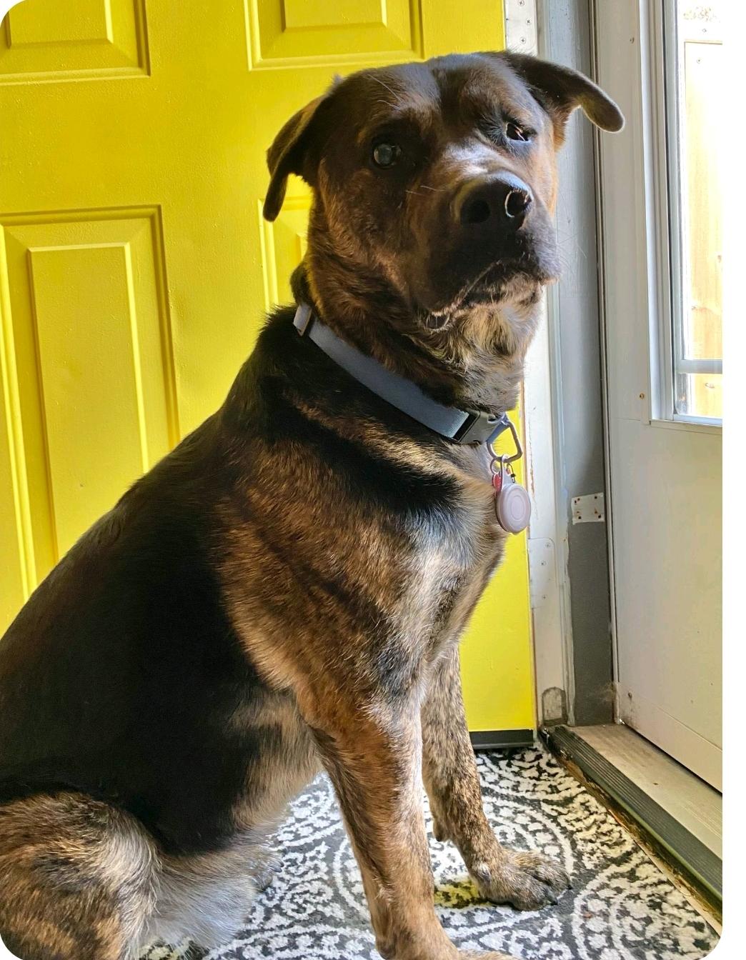 Roscoe (Russell), a Adoptable mixed breed in Winnipeg, MB image 3/6