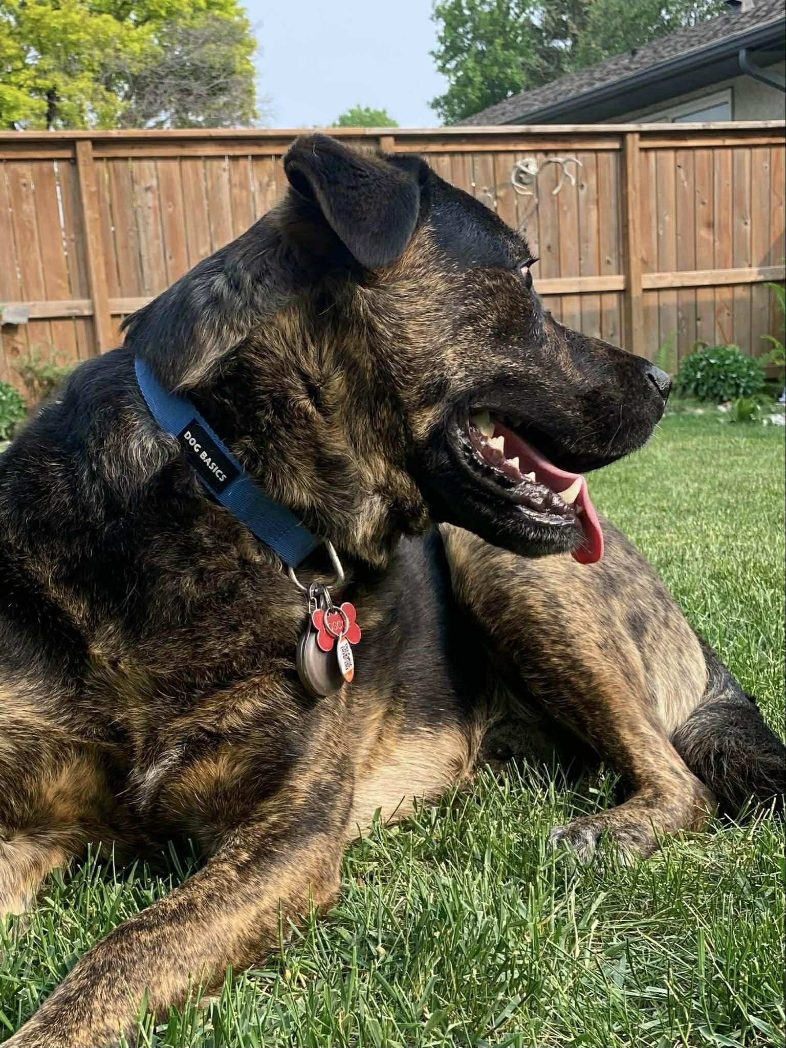 Enlarge Roscoe (Russell), a Adoptable mixed breed in Winnipeg, MB image 6/6