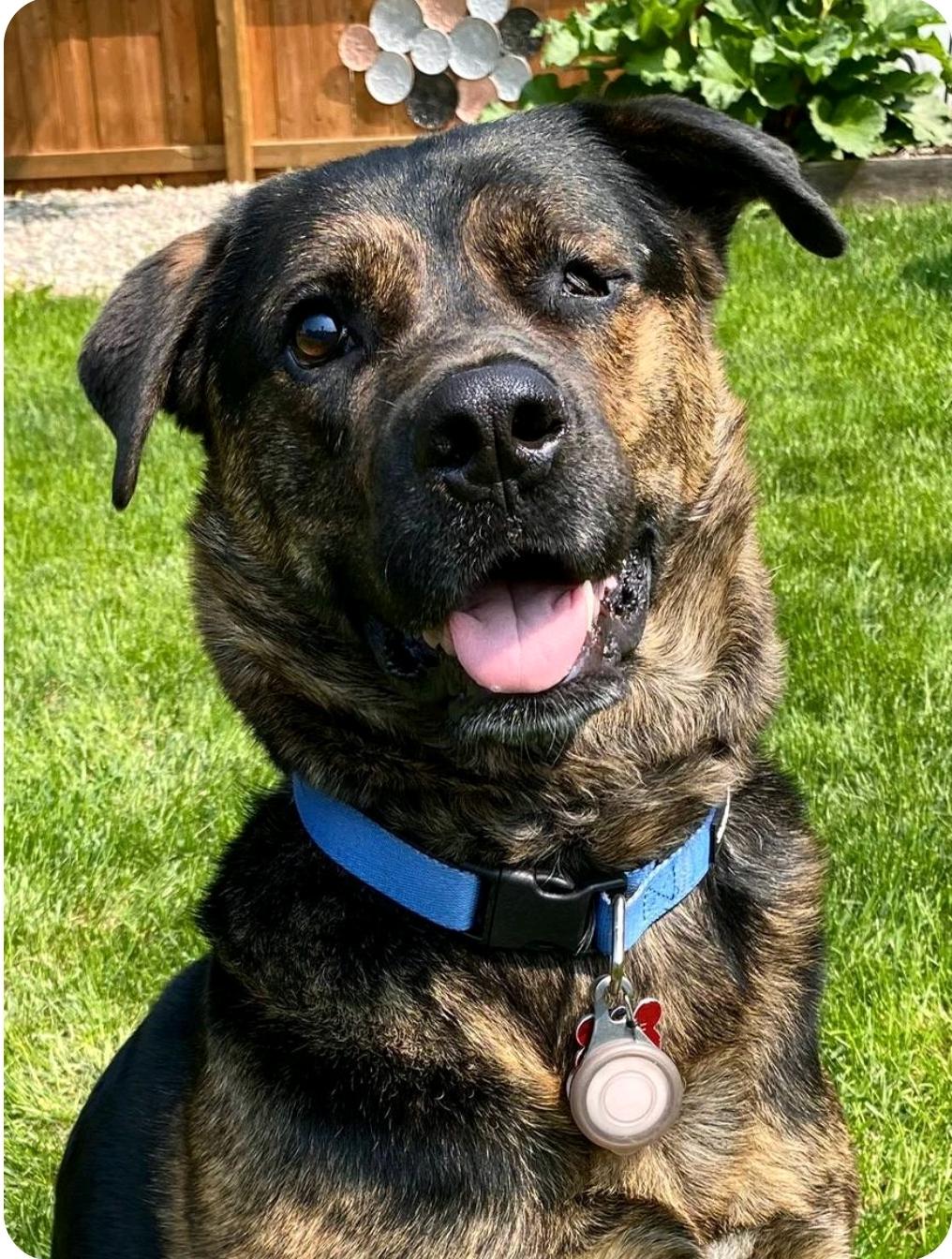 Roscoe (Russell), a Adoptable mixed breed in Winnipeg, MB image 2/6