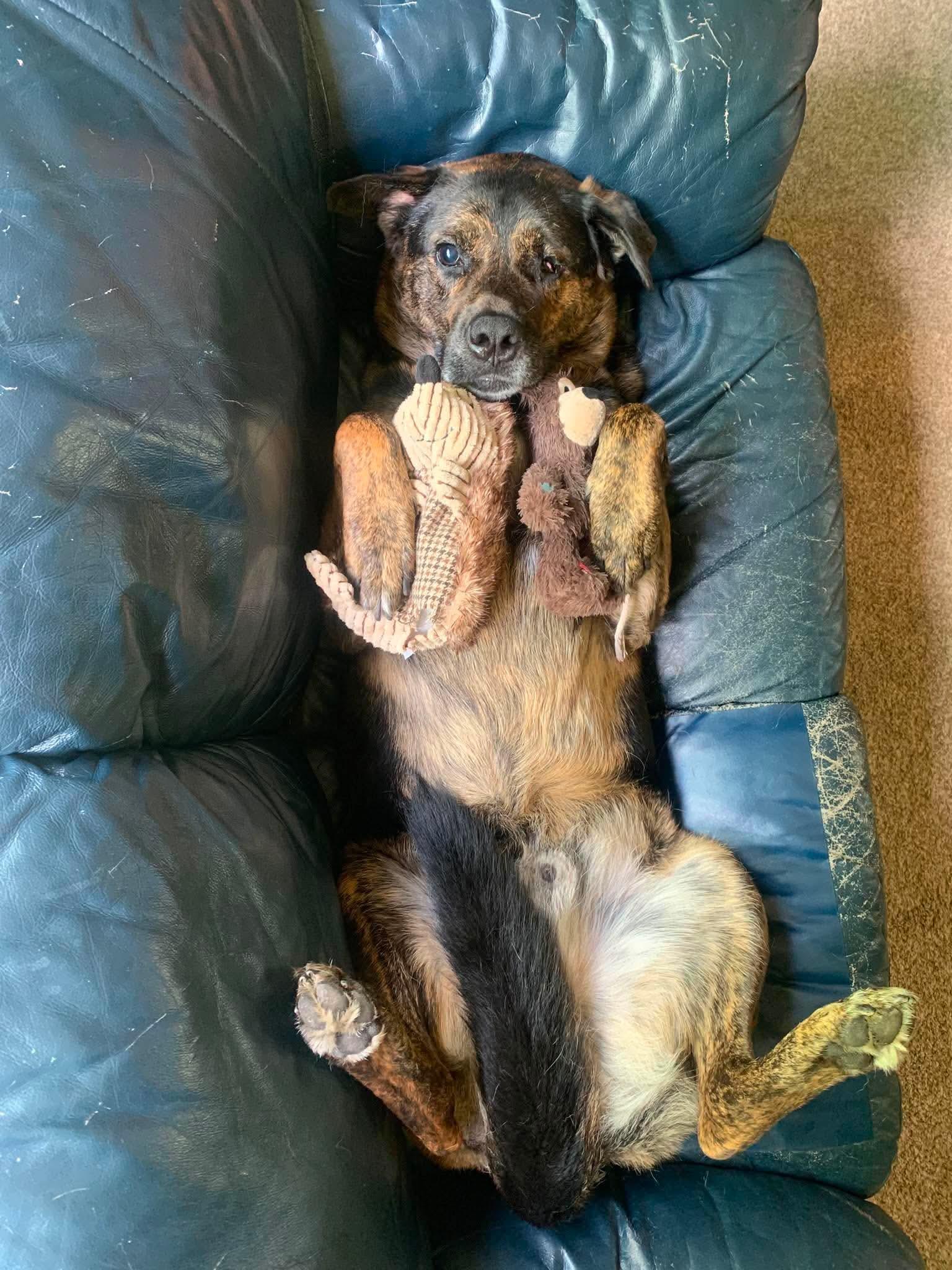 Roscoe (Russell), a Adoptable mixed breed in Winnipeg, MB image 5/6