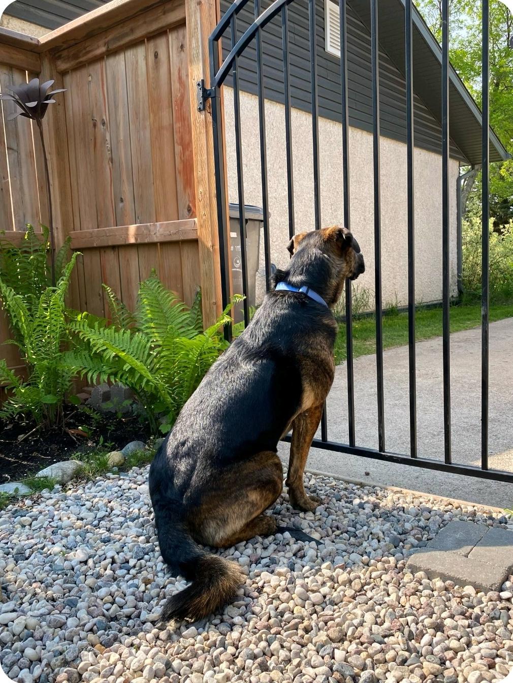 Roscoe (Russell), a Adoptable mixed breed in Winnipeg, MB image 6/6