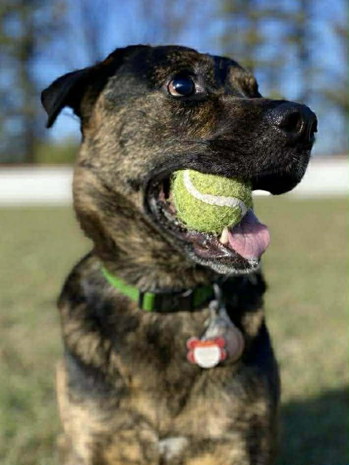 Enlarge Roscoe (Russell), a Adoptable mixed breed in Winnipeg, MB image 5/6