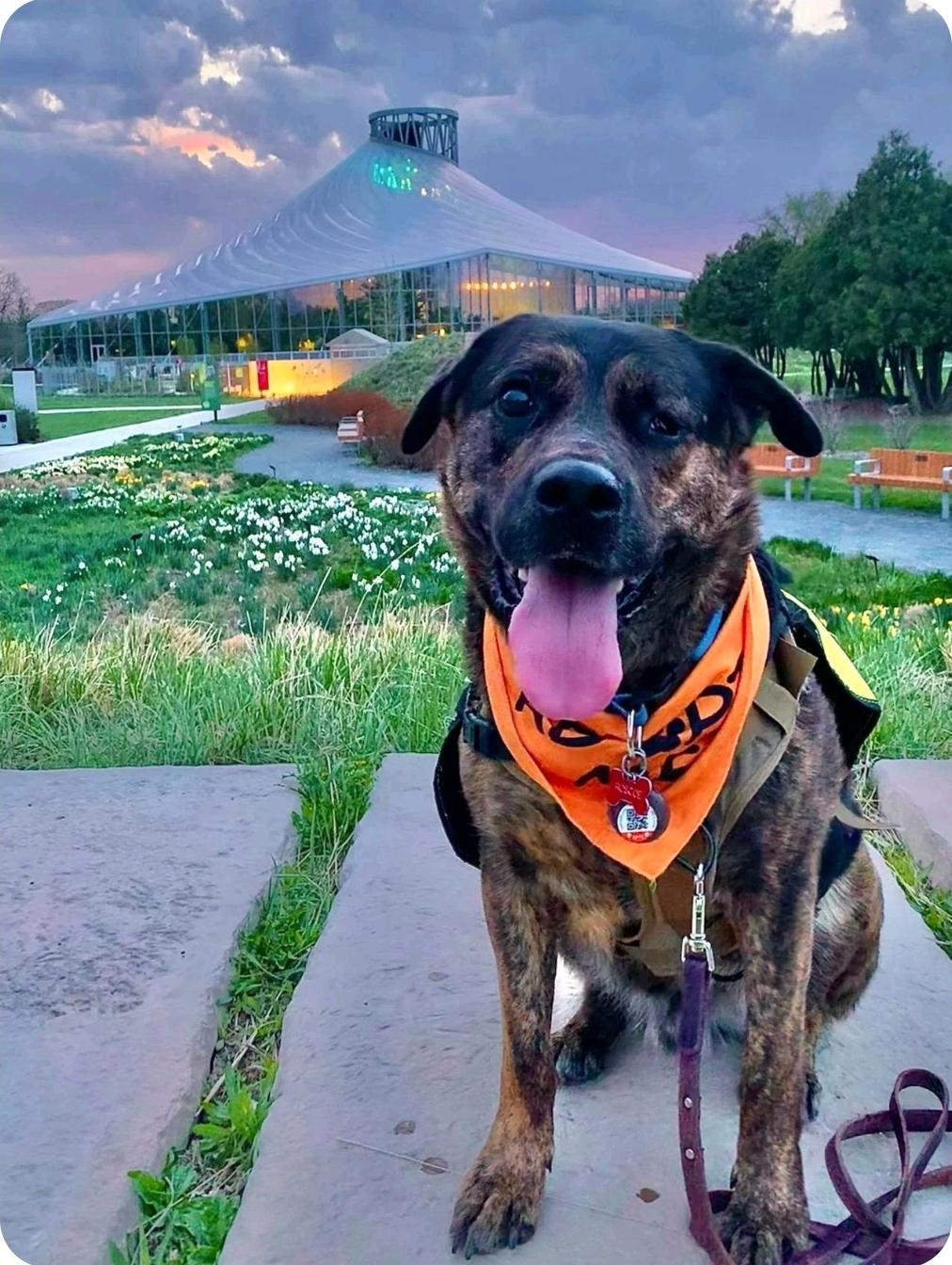 Roscoe (Russell), a Adoptable mixed breed in Winnipeg, MB image 1/6