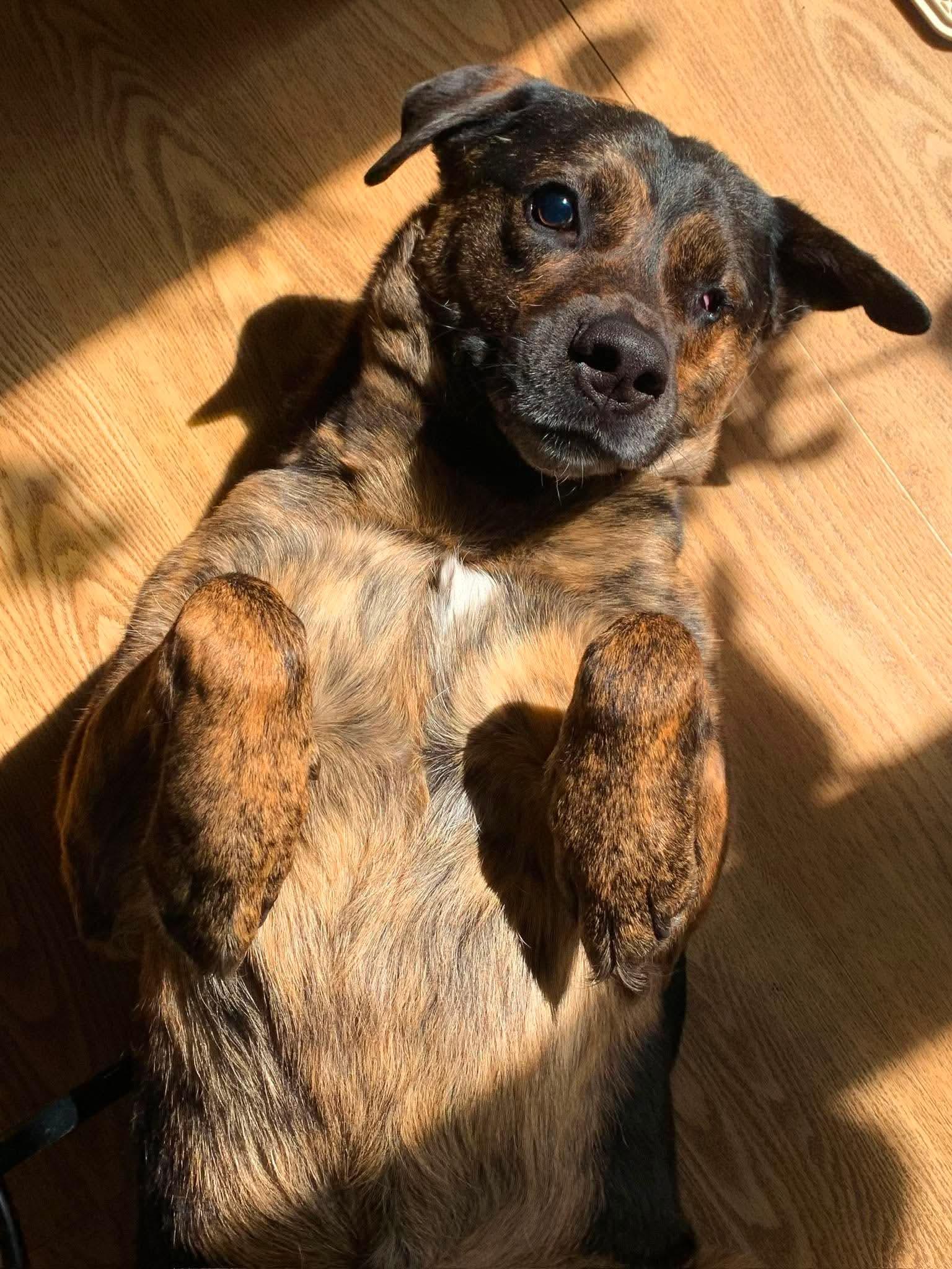 Roscoe (Russell), a Adoptable mixed breed in Winnipeg, MB image 6/6