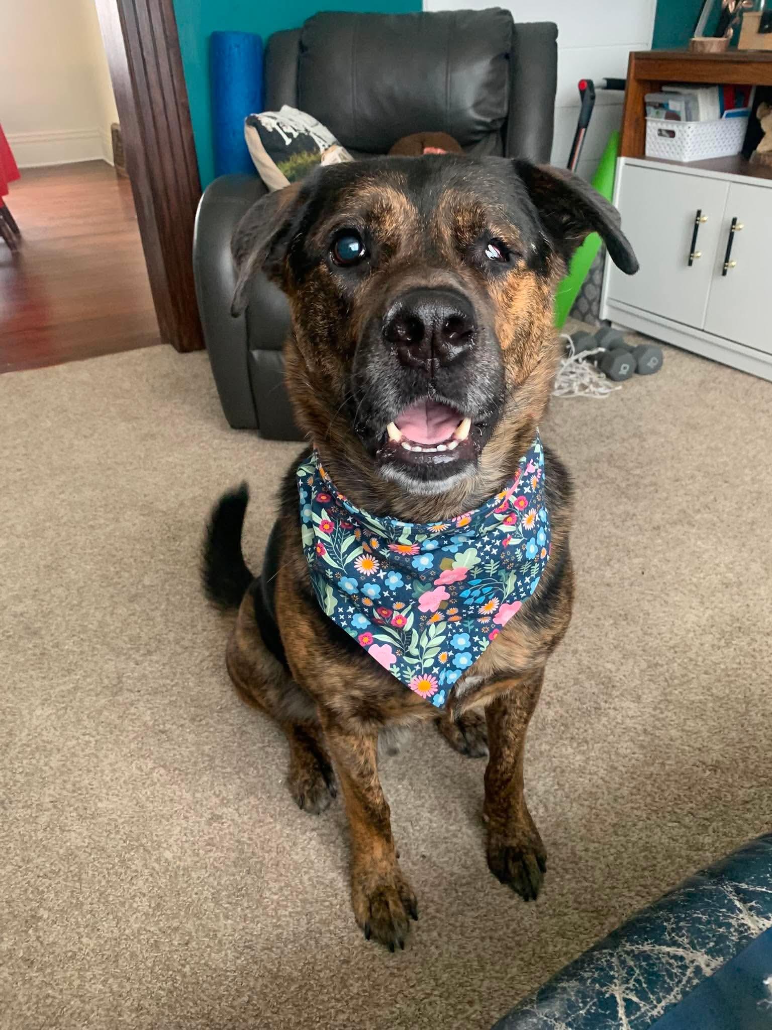 Roscoe (Russell), a Adoptable mixed breed in Winnipeg, MB image 1/6