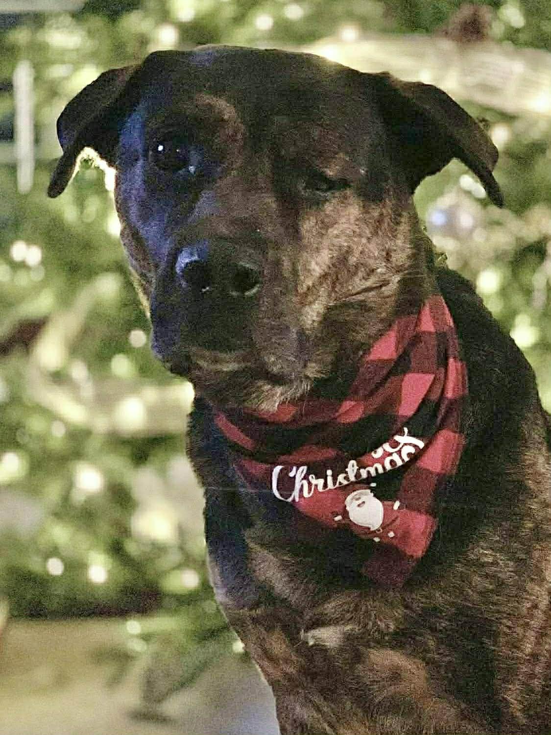 Enlarge Roscoe (Russell), a Adoptable mixed breed in Winnipeg, MB image 4/6