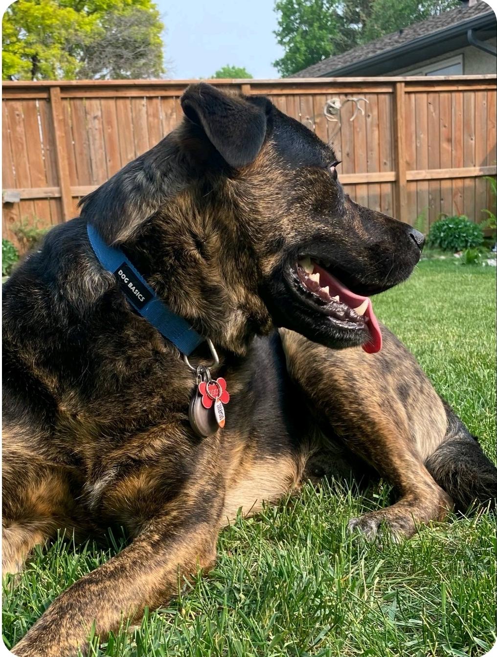 Roscoe (Russell), a Adoptable mixed breed in Winnipeg, MB image 5/6