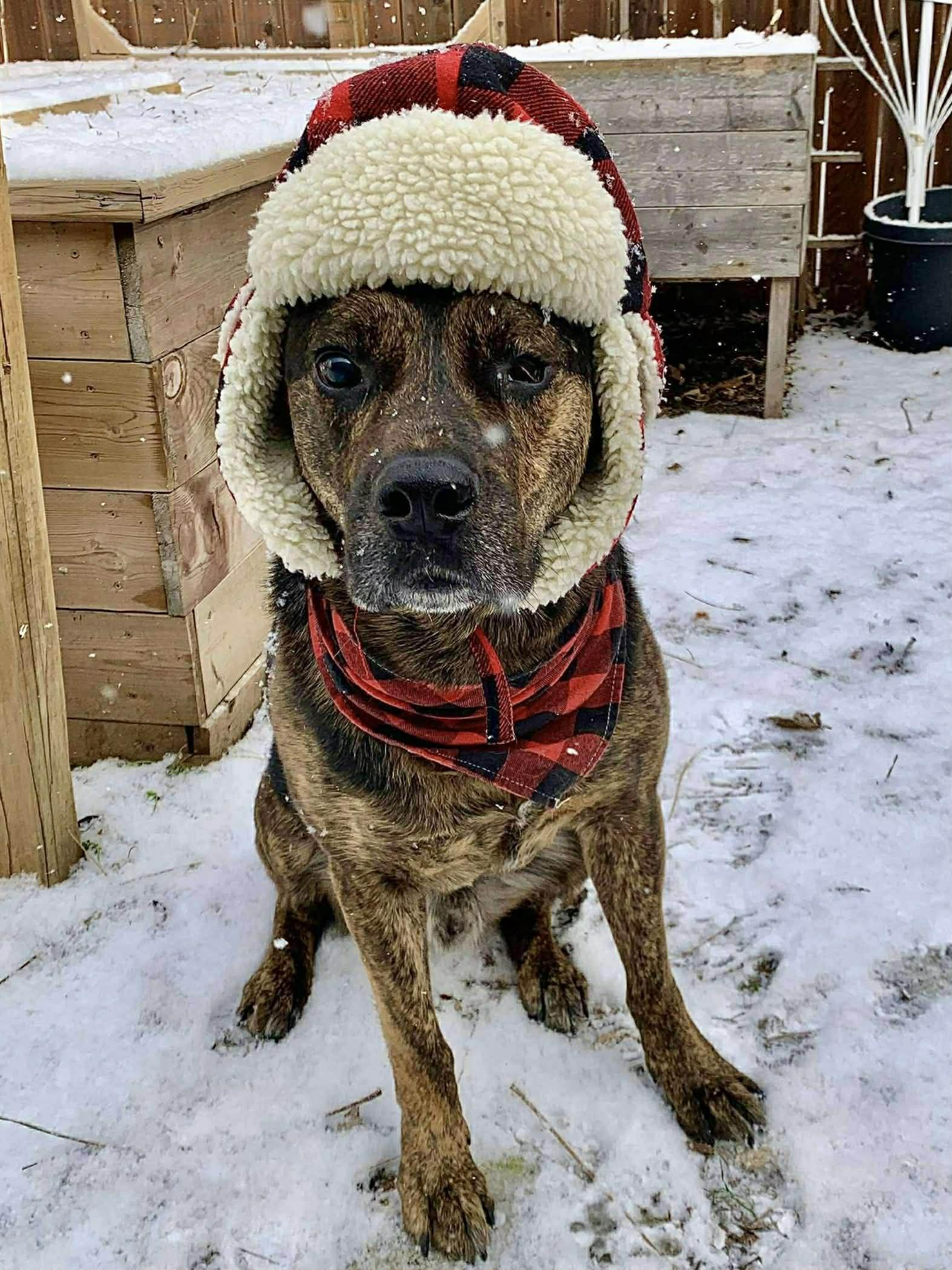 Enlarge Roscoe (Russell), a Adoptable mixed breed in Winnipeg, MB image 1/6