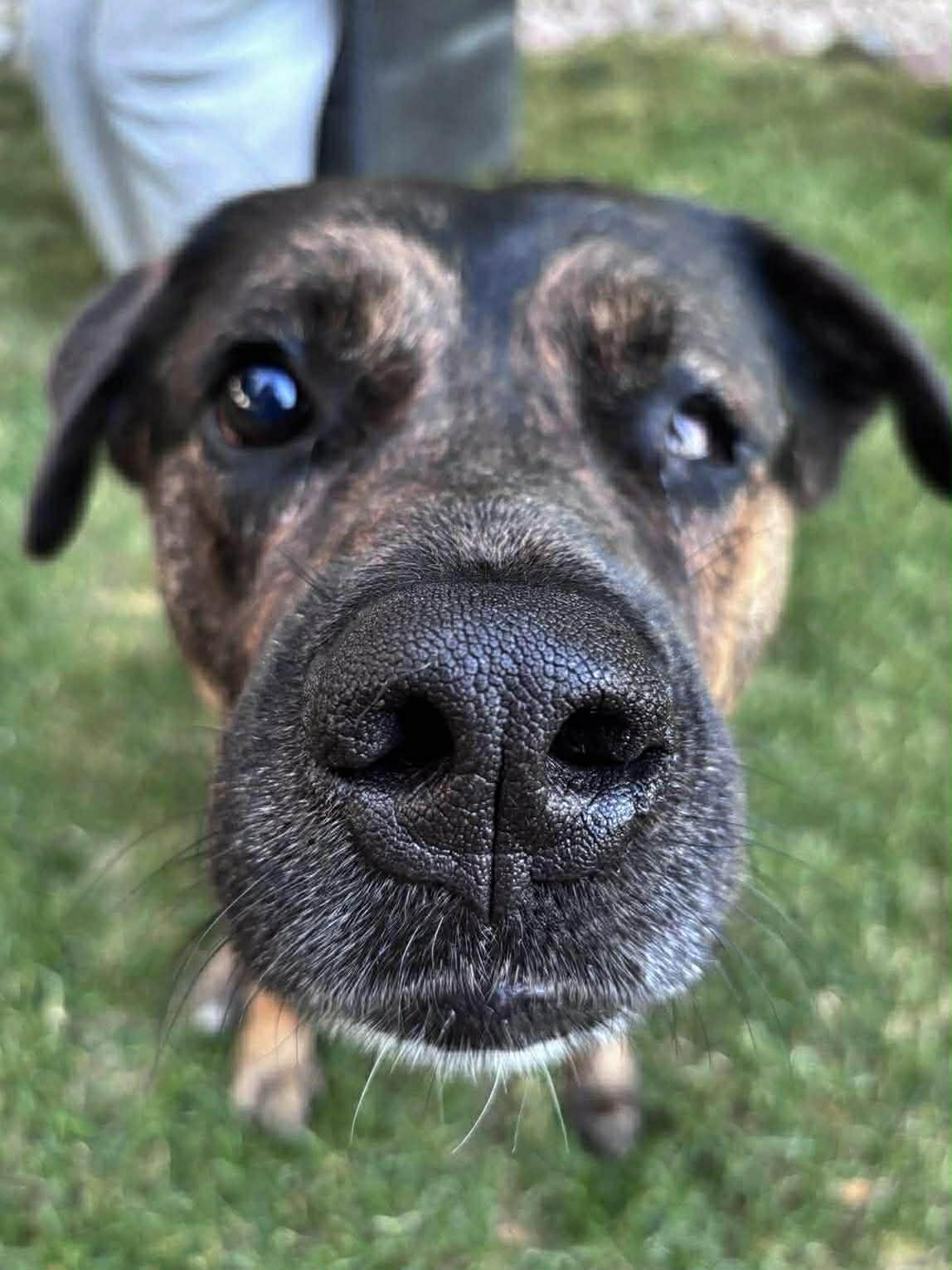 Enlarge Roscoe (Russell), a Adoptable mixed breed in Winnipeg, MB image 2/6