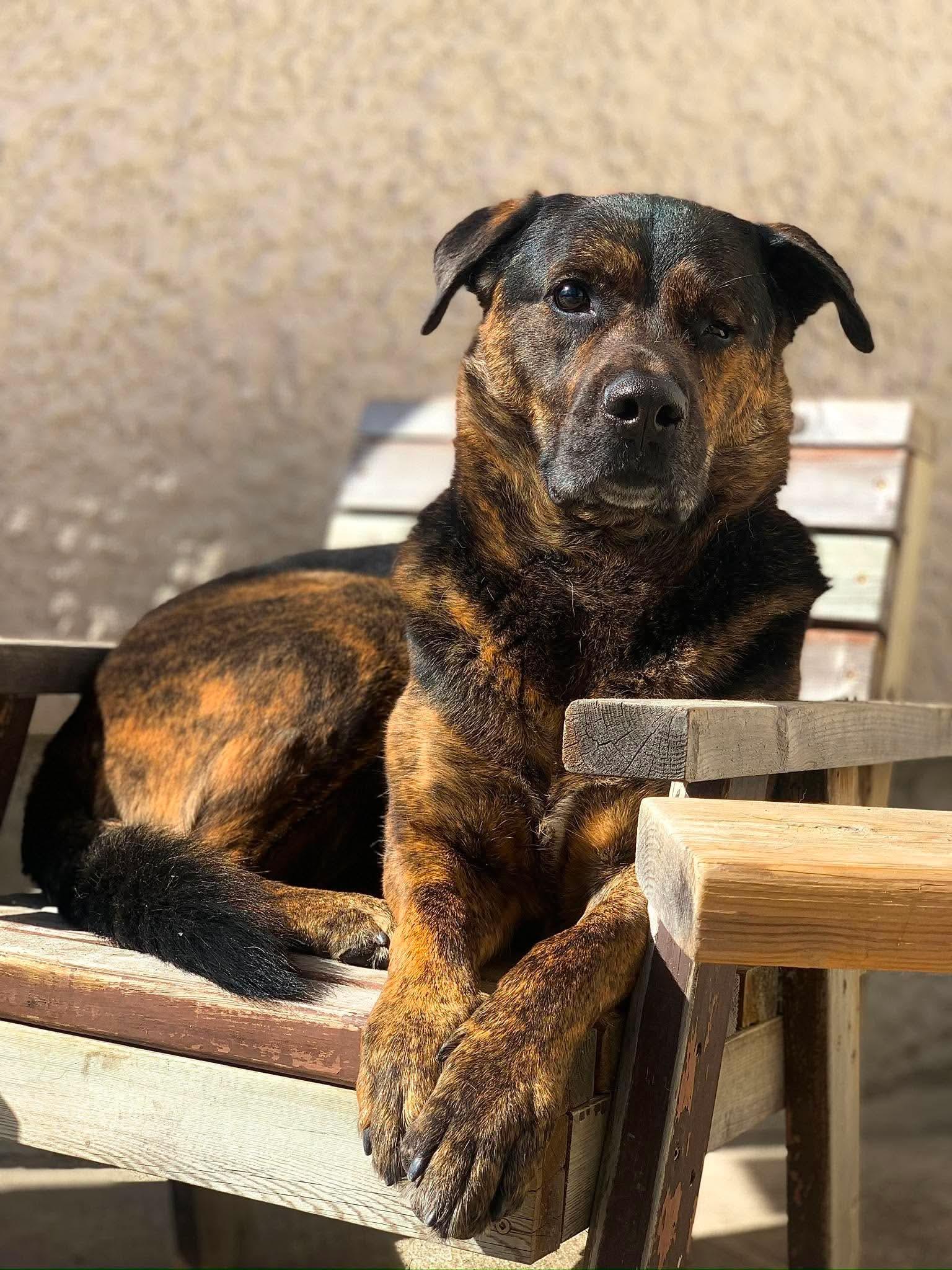 Roscoe (Russell), a Adoptable mixed breed in Winnipeg, MB image 4/6