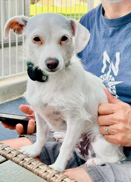 Enlarge Willow, a Adoptable mixed breed in san ramon, CA image 3/6