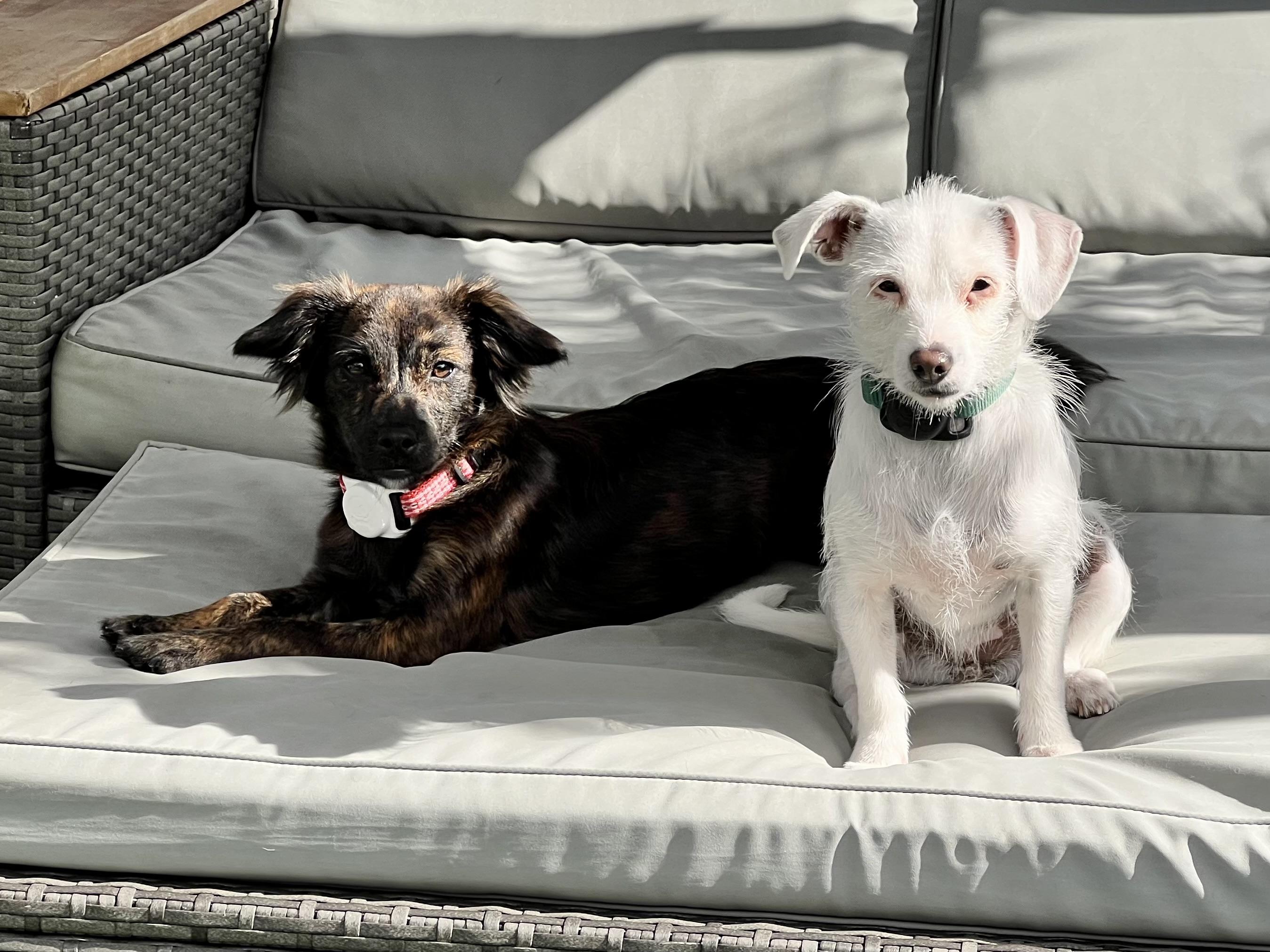 Enlarge Willow, a Adoptable mixed breed in san ramon, CA image 6/6