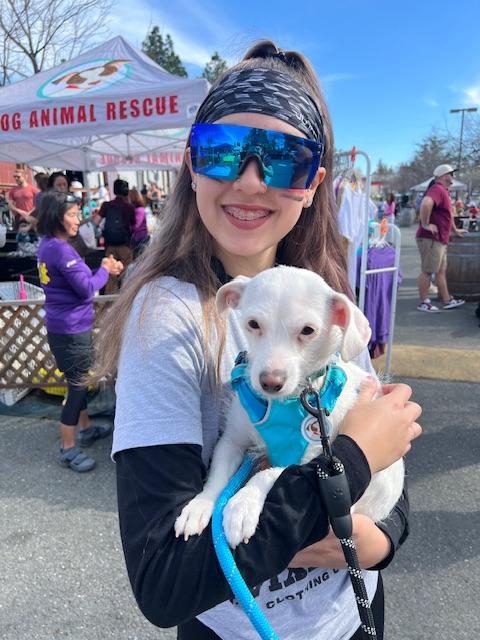 Enlarge Willow, a Adoptable mixed breed in san ramon, CA image 2/6