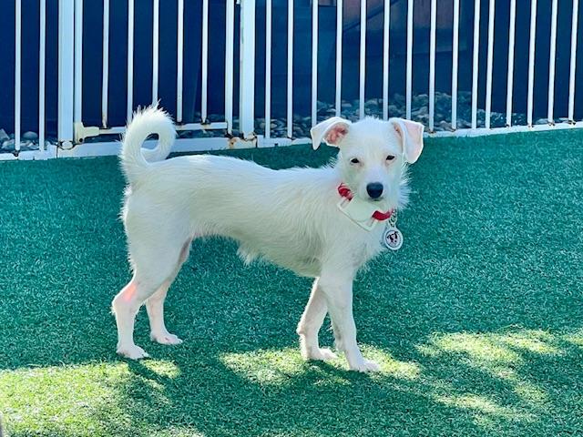 Willow, Adoptable, Young Female Cairn Terrier & Chiweenie.