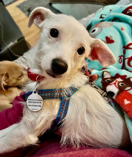 Enlarge Willow, a Adoptable mixed breed in san ramon, CA image 4/6